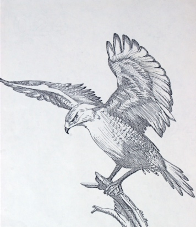 A drawing Dr. Moore did of a hawk